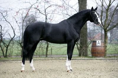 Вестфальская порода лошадей - 56 фото