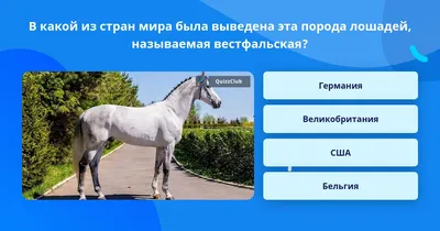 Всё многообразие Буденновской, Высококровной и Донской лошади | Страница 14  | Prokoni.ru