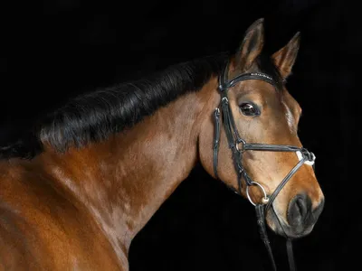 Вестфальская лошадь (68 фото) - красивые фото и картинки pofoto.club