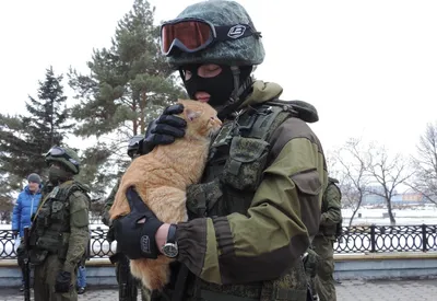 Военные кошки - картинки и фото koshka.top