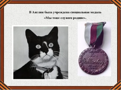Кремация кошек и котов в Москве - доступные цены!