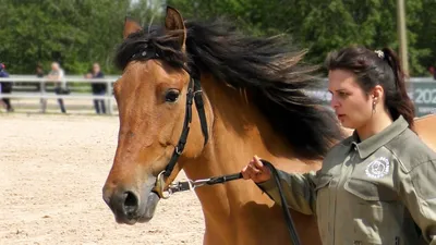 Вятские лошади - Природный парк Олений