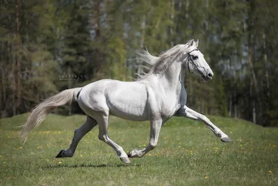Выставка Эквирос - конная выставка - выставка лошадей в Москве в Сокольниках