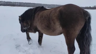 Вятская порода лошадей :: Кристина Щукина – Социальная сеть ФотоКто