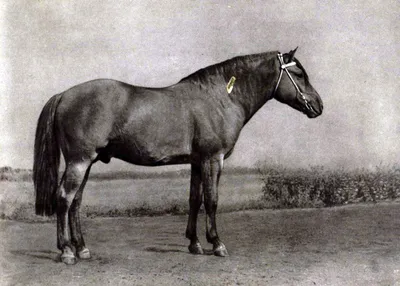 Наши лошади | Калгановский Конный Завод