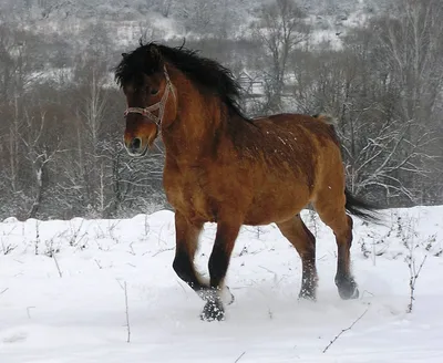 Вятская порода лошадей - 82 фото
