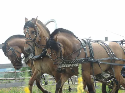 Виртуальный парад лошадей-участников выставки «КРАСА АБОРИГЕНОВ»