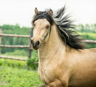 Соколов назвал Вятскую породу лошадей хорошей «фишкой» для региона