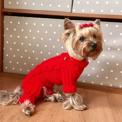 Вязаный комбинезон для собаки – заказать на Ярмарке Мастеров – IPPU5RU |  Одежда для питомцев, Новочеркасск
