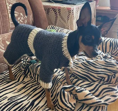 Crochet a simple sweater for a yorkie dog | Вяжем крючком простой свитер  для Йорка - YouTube