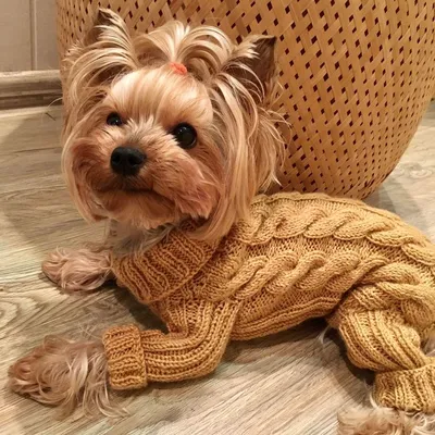 Как связать комбинезон для собаки породы мини йорк спицами для начинающих |  Dog stroller, Crochet dog clothes, Dog sweaters