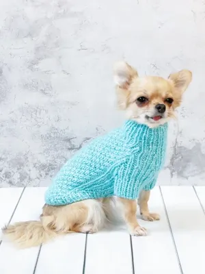 Вязаная одежда для собак - Фотоотчет 🐶🐾🌸💕 #чихуахуа #свитердлясобак  #вязанаяодеждадлясобак #модныйбим #одеждадлясобак #йорк #маленькиесобаки  #вяжусобакам | Facebook