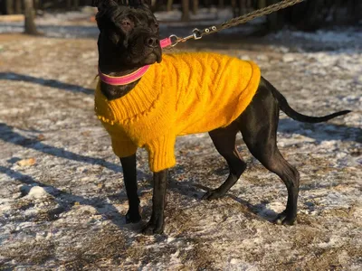 Связанная одежда для собак (64 фото) - картинки sobakovod.club