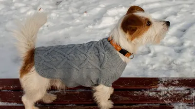 Креативная уютная теплая вязаная одежда для домашних животных, свитер для  собак, осенний и зимний повседневный свитер – лучшие товары в  онлайн-магазине Джум Гик