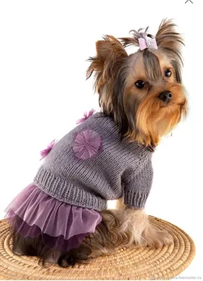 Мастерим своими руками: вязаная нарядная одежда для собак | Модели одежды  для собак, Свитер для собак, Одежда для собак