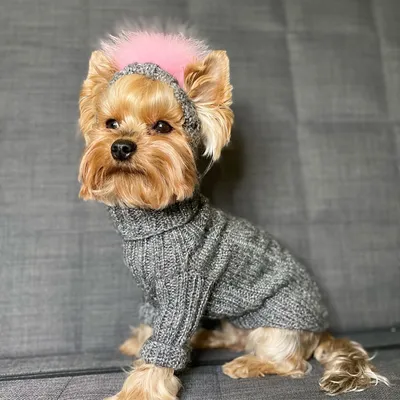 Вязаный свитер для собак | AliExpress