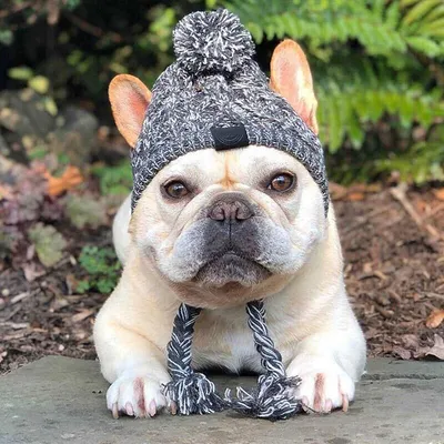 Зимние теплые ветрозащитные вязаные шапки для собак для французского  бульдога дары - купить с доставкой по выгодным ценам в интернет-магазине  OZON (1248180120)
