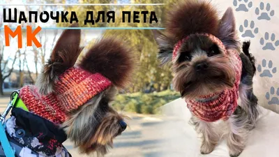 Шапка для собаки спицами 🐶Мастер-класс | Шапочка для йорка | DIY hat for  dog - YouTube