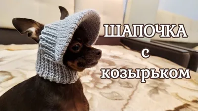 Шапочка с козырьком для собак мелких пород - YouTube | Кошачья одежда, Собака  вязание крючком, Собаки