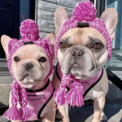 Зимние мягкие шапки для собак, теплая вязаная шапка для домашних собак,  ветрозащитная вязаная французская шапка для маленьких и средних собак –  лучшие товары в онлайн-магазине Джум Гик
