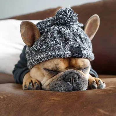 Зимние теплые ветрозащитные вязаные шапки для собак для французского  бульдога - купить с доставкой по выгодным ценам в интернет-магазине OZON  (1248180021)