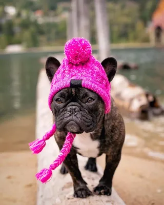 Шерстяная шапка для собак на зиму, ветрозащитная детская шапка, зимние  теплые вязаные шапки для собак, рождественские забавные шапки для кошек,  аксессуары для одежды | AliExpress