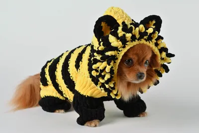 Зимняя шапка для собак/Шапка с ушками для животных - купить с доставкой по  выгодным ценам в интернет-магазине OZON (822711508)