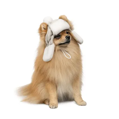 Зимние теплые ветрозащитные вязаные шапки для собак для французского  бульдога - купить с доставкой по выгодным ценам в интернет-магазине OZON  (1313739846)