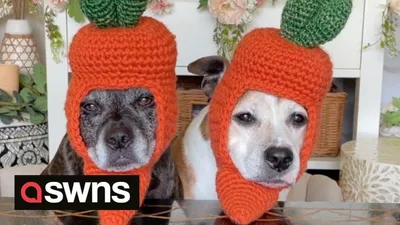 Шапочка для собаки, вязание спицами - YouTube