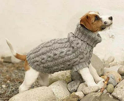 Source Модные вязаные свитера для собак в популярном стиле, зимняя  Роскошная вязаная смешная одежда для домашних животных, модный свитер для  собак on m.alibaba.com