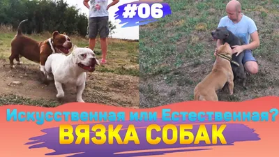 Вязка собак Минск 2024 | ВКонтакте
