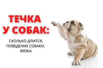 Вязка собак, Гродно, 48759