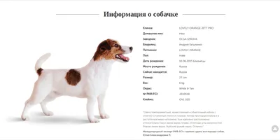 вязка собак чихуахуа ❗только для взрослых ❗ питомник собак Кастропуло Крым  Симферополь - YouTube