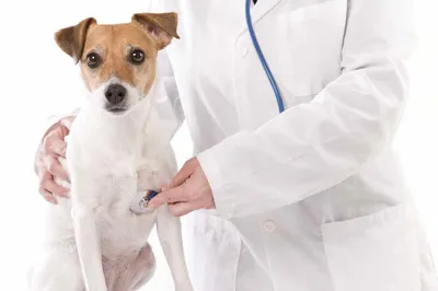 Аллергия на корм у собаки: как проявляется и что делать