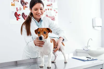 Пищевая аллергия у 🐕 собак: симптомы, лечение, аллергены