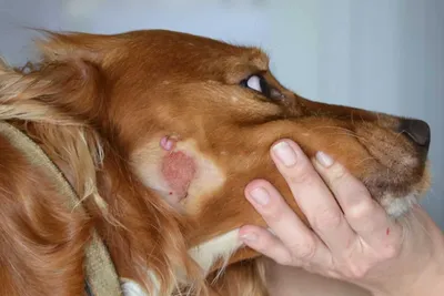 Аллергия у собак 🐶: симптомы, лечение, особенности питания