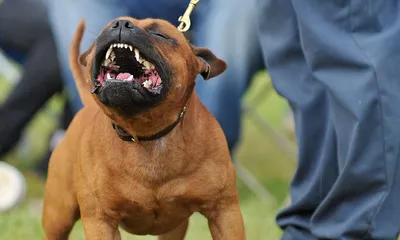 ТОП-10 самыз бойцовских пород собак с фото и видео | Pet7