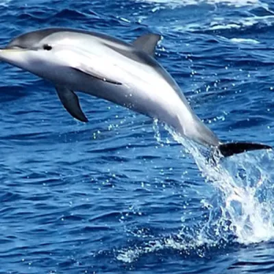 Дельфины — Википедия