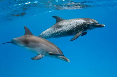 А вы знаете, какие виды дельфинов... - Фан-клуб дельфинов | Facebook