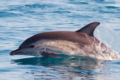 В Бенгальском заливе появились новые виды дельфинов - Индикатор