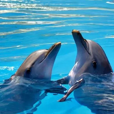 В Анапе дельфины подплывают к берегу и забавляют людей: чем опасны дельфины,  могут ли они напасть на людей - 17 августа 2023 - V1.ру
