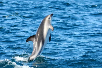 Увидеть дельфинов в Сочи - Прогулка к дельфинам ЦЕНА от 1200