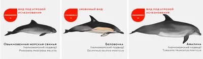 Речные дельфины вымирают? | Walkin | Дзен
