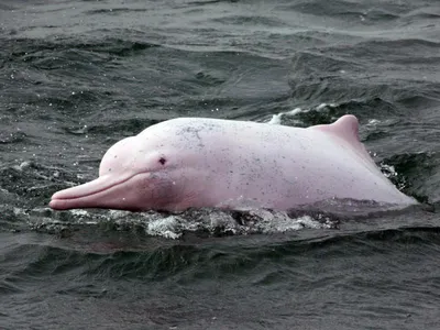 Новые виды дельфинов из Бенгальского залива – Наука – Коммерсантъ
