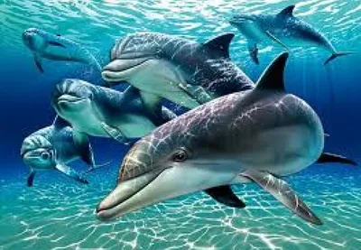 Пе... - Научно-экологический Центр спасения дельфинов \"Дельфа\" | Facebook