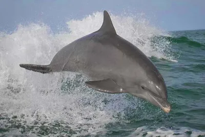 Дельфины «разговаривают» со своими детенышами так же, как люди » Кошка Ветра