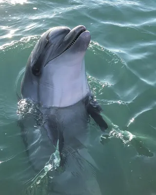 Проблемы сохранения дельфинов Черного моря