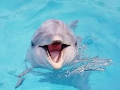 🤍 В Африке был замечен редкий вид дельфина-альбиноса — такое явление это  большая редкость, а тем более у дельфинов.. | ВКонтакте
