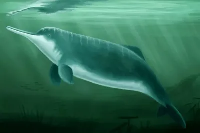 Новый вид речных дельфинов обнаружили ученые в Бразилии