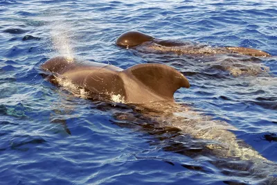 Вблизи Австралии нашли новый вид дельфинов